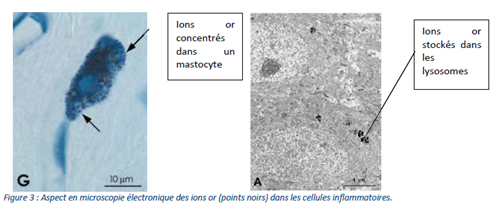 membrane de dissolution, cLINIQUE VETERINAIRE DU VERNET